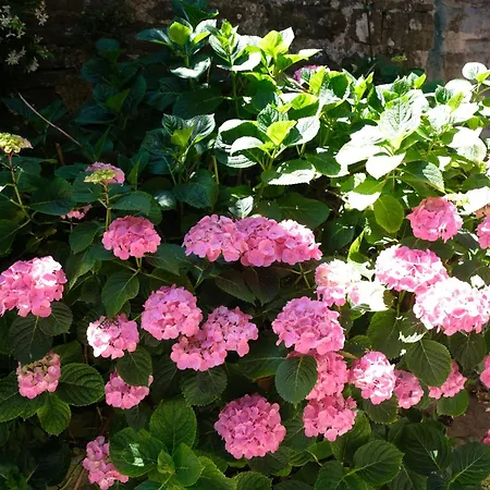 Appennino Via Roma 66 公寓 *